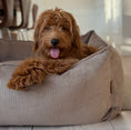 Ladda bild i gallerivisaren, Carl hundkorg smal sammet ljusbrun