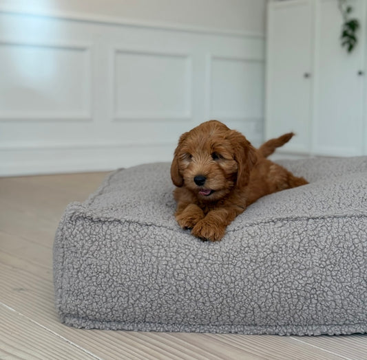 Frede hundbÀdden i sherpa fleece