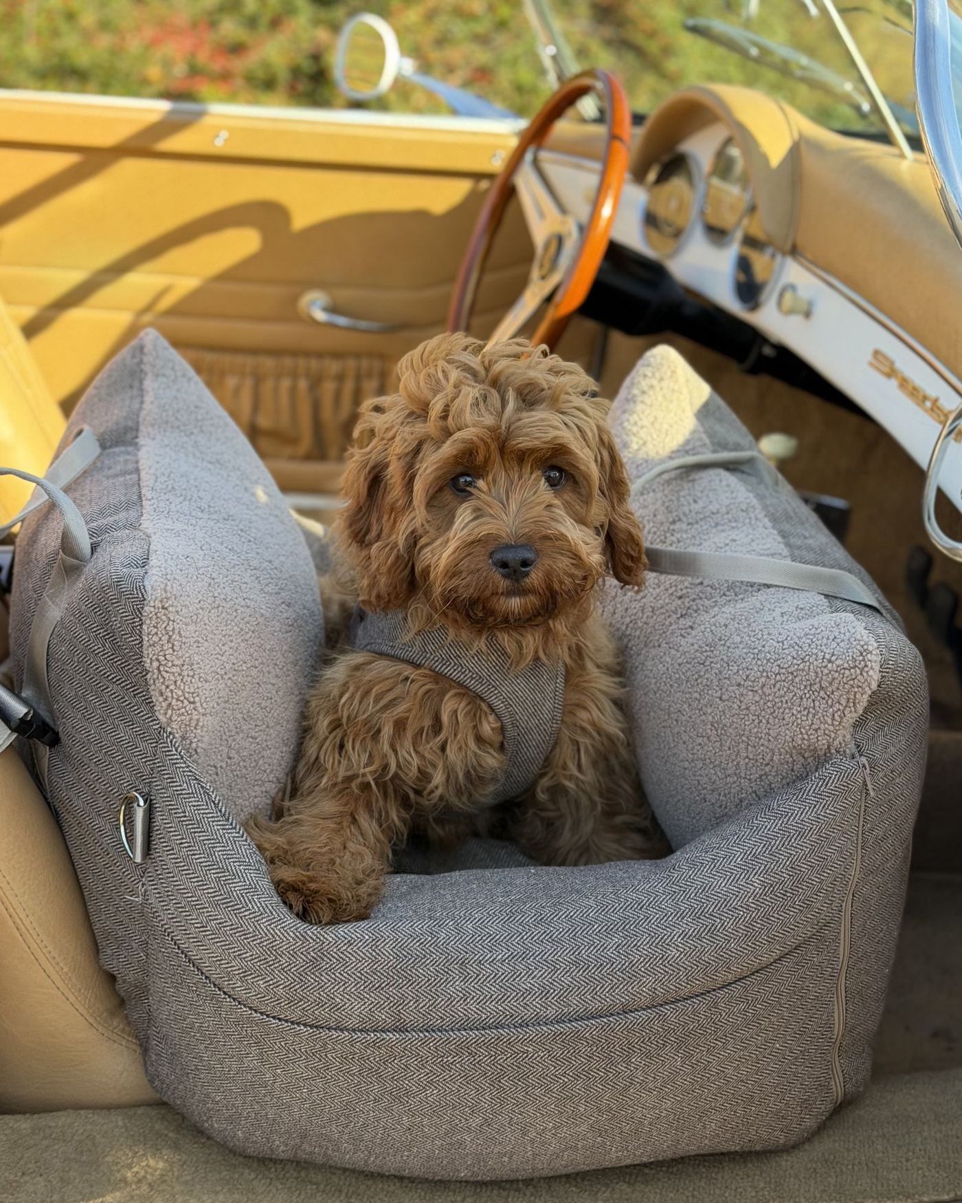 Hund i bilsäte i en veteranbil