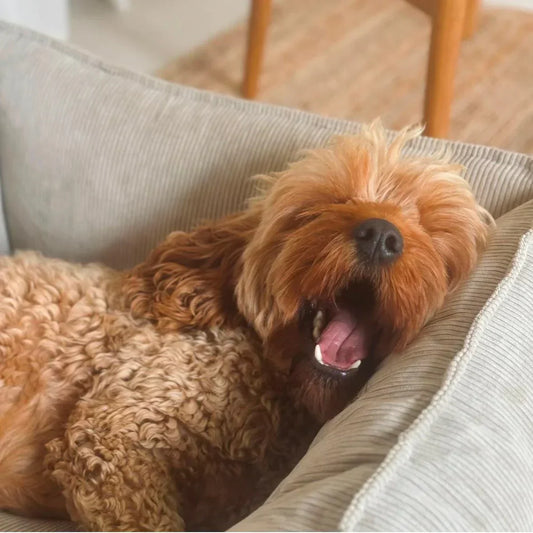 Valpträning: De första stegen till en väluppfostrad hund