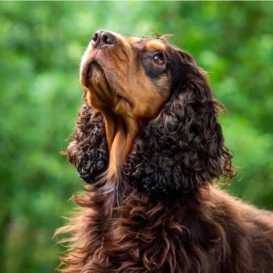 Hundträningstekniker: Positiva metoder för långvariga resultat