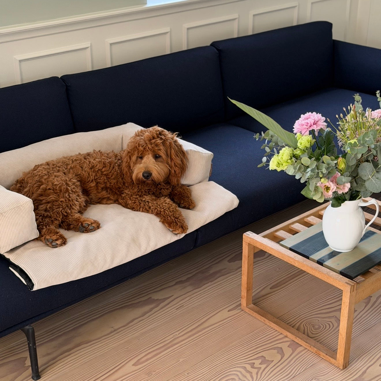 Olaf hundkorgen till soffan
