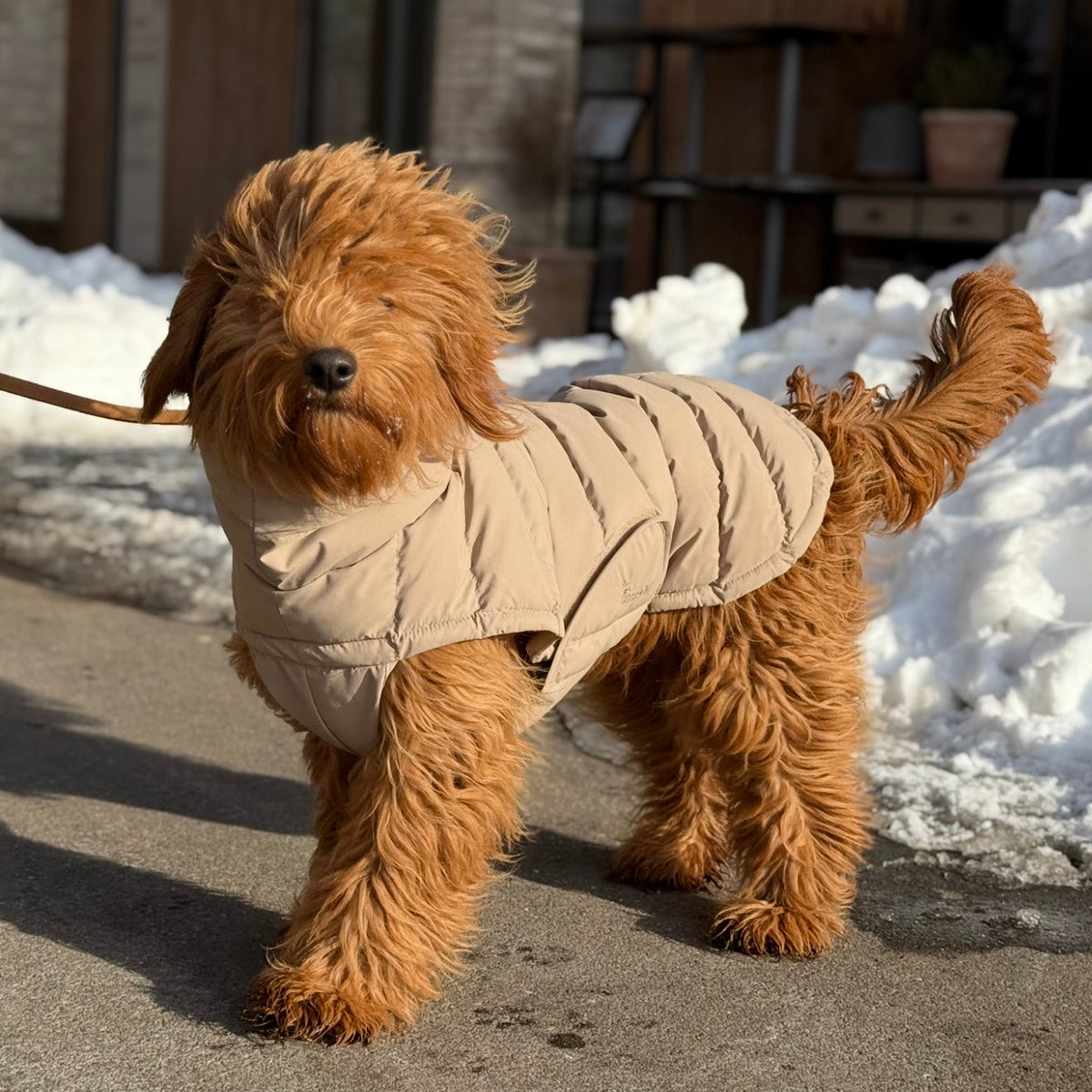 By Doodle Dogs Eva hundjacka vinter / beige