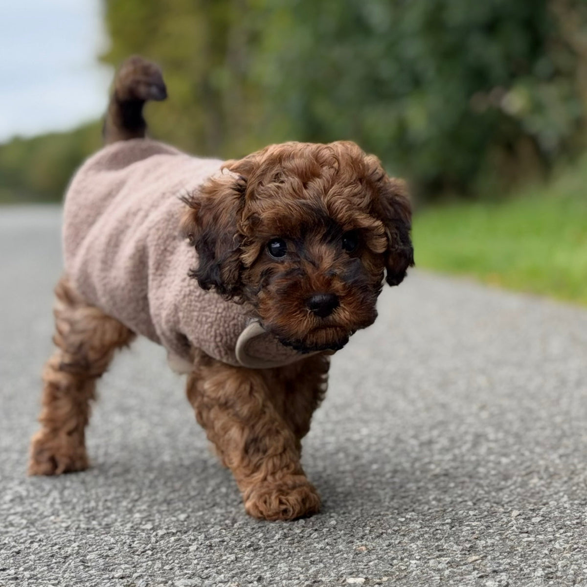 By Doodle Dogs Sherpa fleecetröja