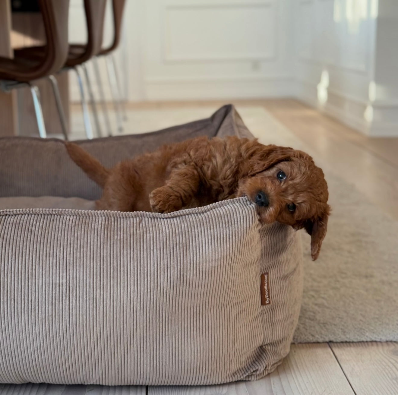 Carl hundkorg smal sammet ljusbrun