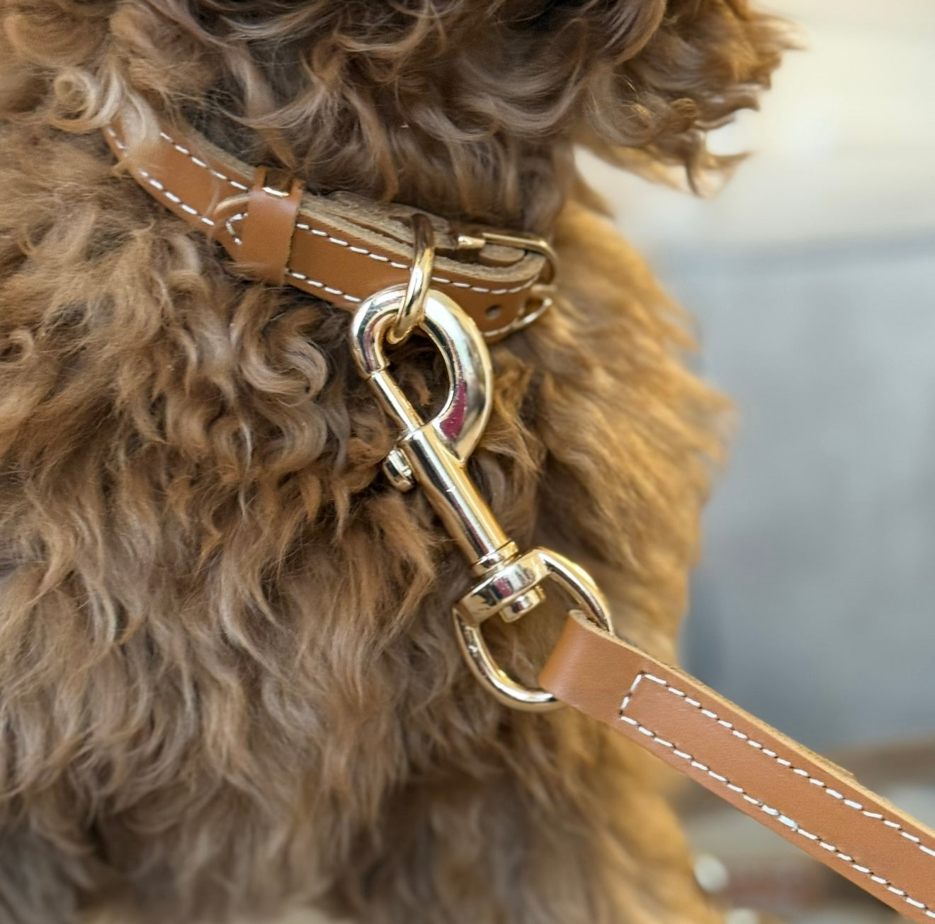 Hundhalsband / cognacläder