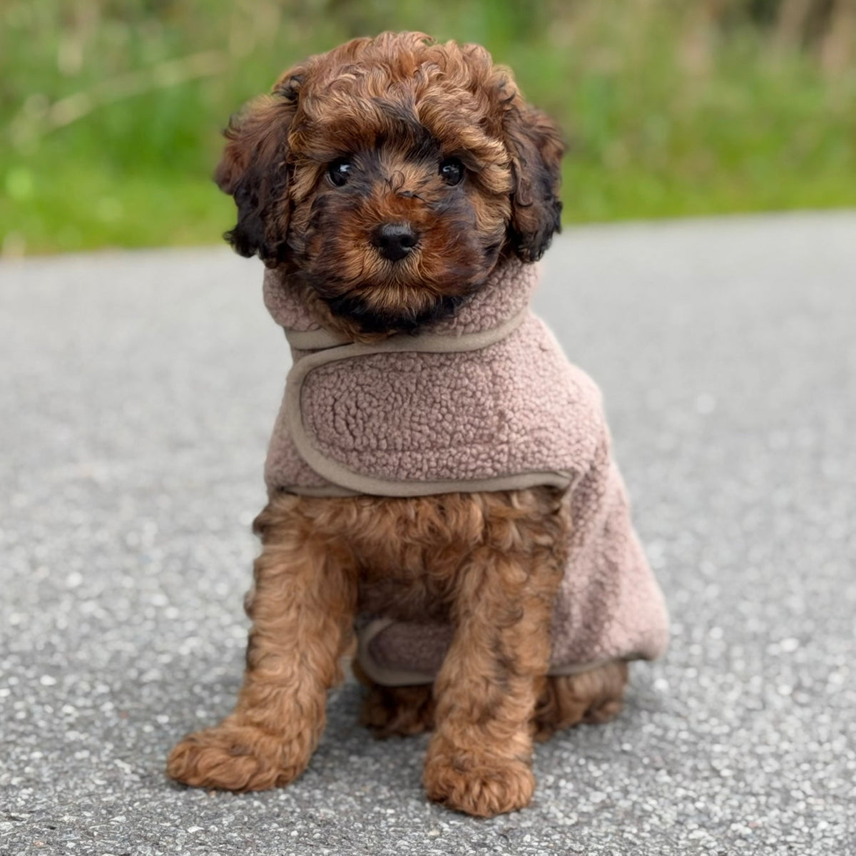 By Doodle Dogs Sherpa fleecetröja