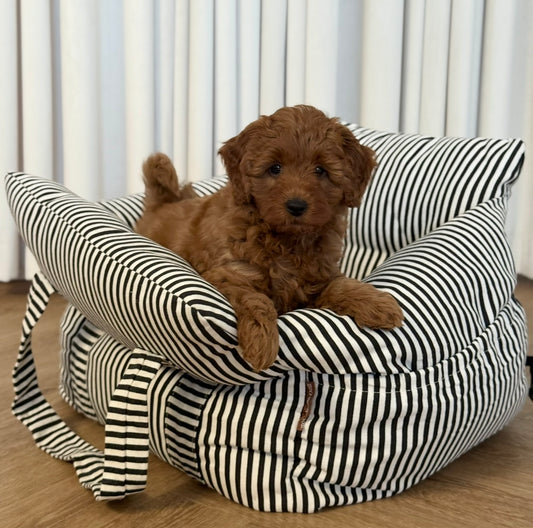 Hjalmar bilsäte svart/krämrandigt / förbeställning vecka 47