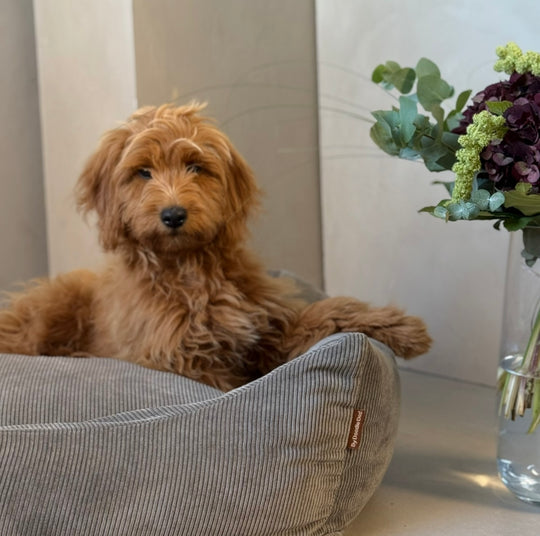 Björk hundbädd - koksgrå