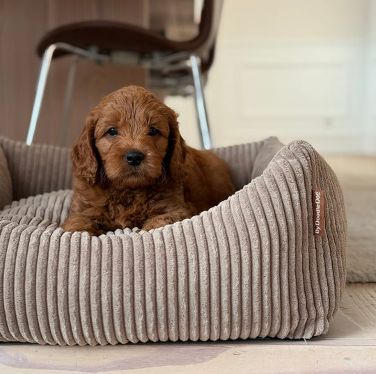 Björk hundbädd - Ljus brun i bred sammet