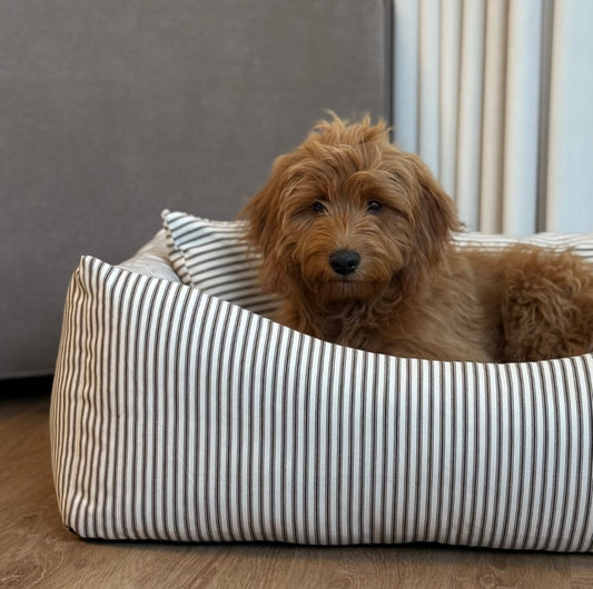 EIGIL HUNDKORG MED MYSIGA KUDDAR