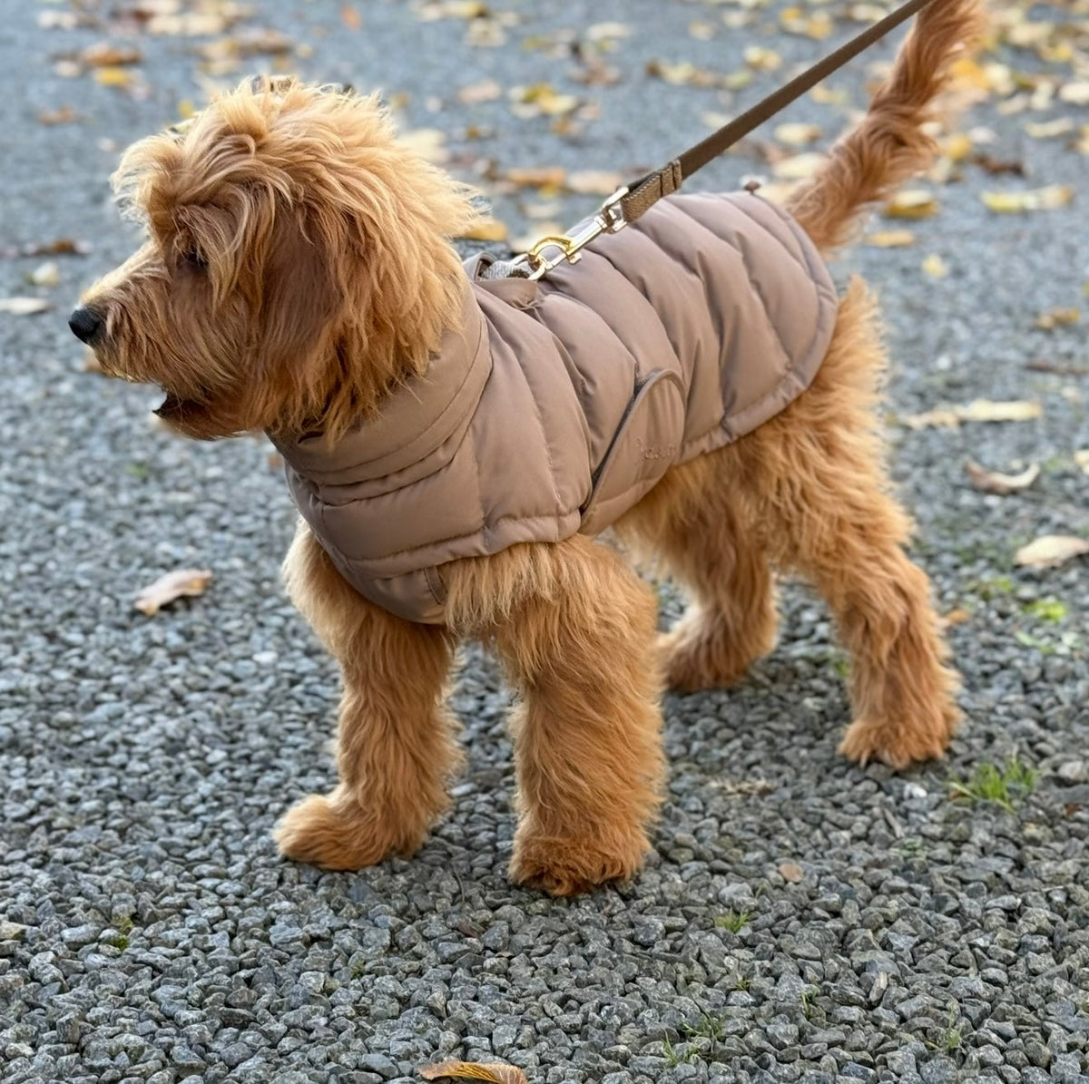 BY DOODLE DOGS EVA HUNDJACKA VINTER / Brun