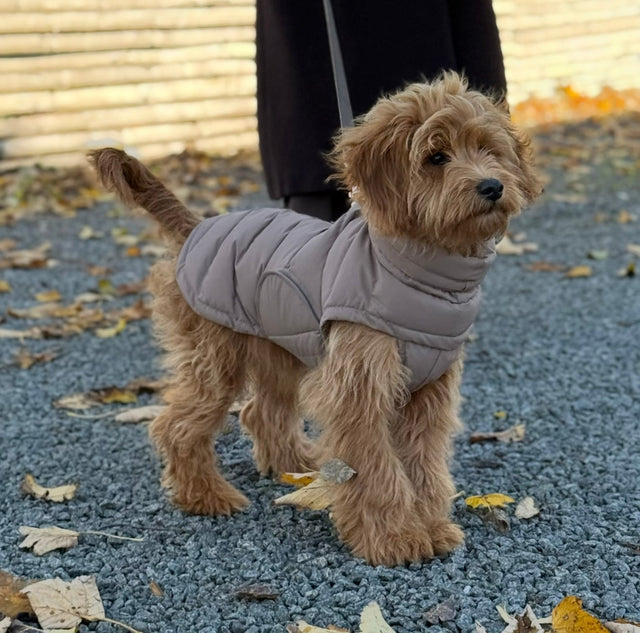 BY DOODLE DOGS EVA HUNDJACKA VINTER / Brun