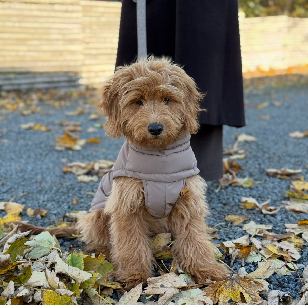 BY DOODLE DOGS EVA HUNDJACKA VINTER / Brun