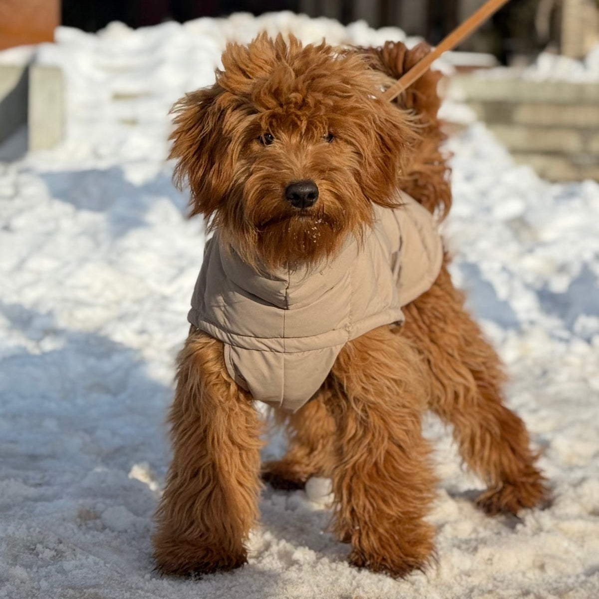 By Doodle Dogs Eva hundejakke vinter / beige