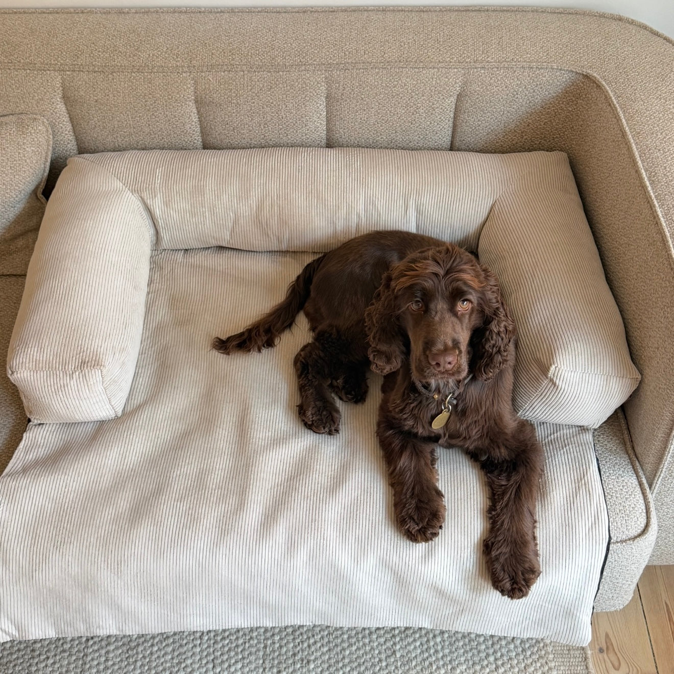Olaf hundkorgen till soffan