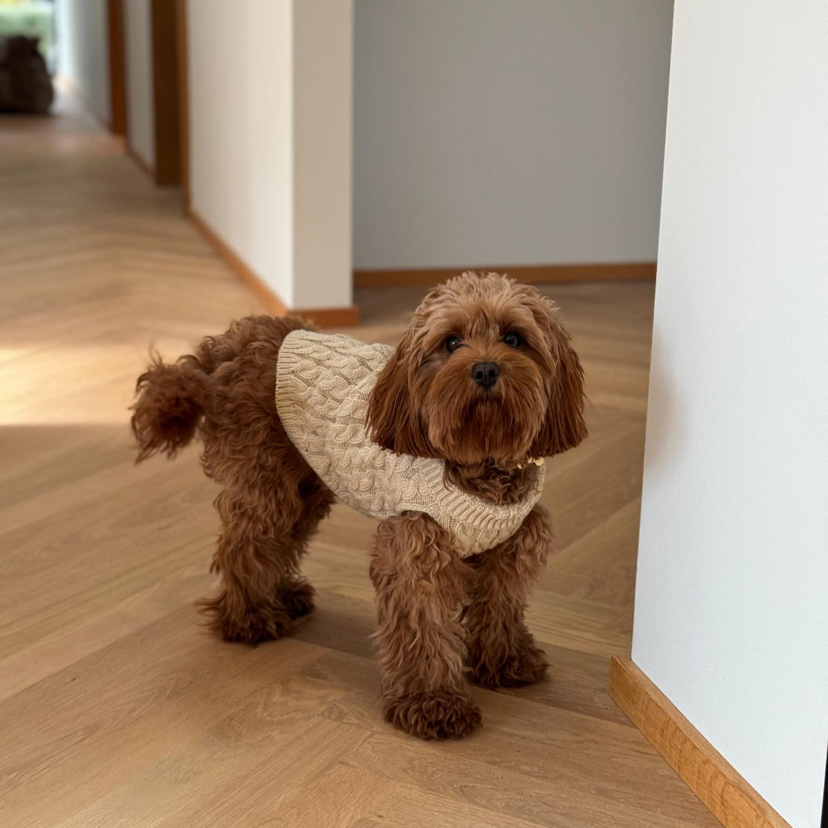 Stickad hundtröja - Beige