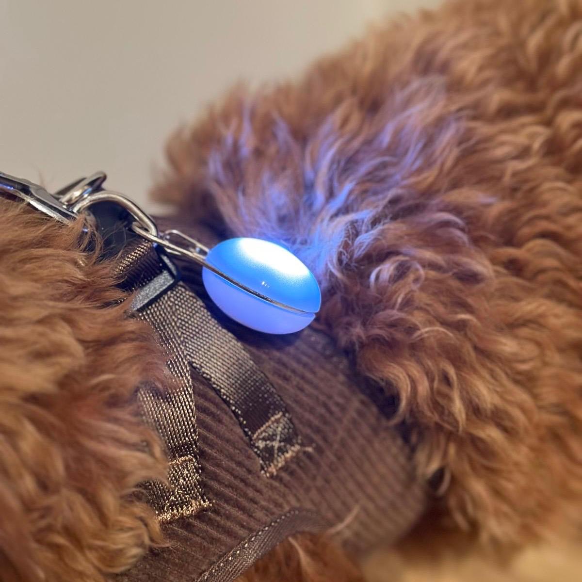 LED-ljuskula för halsband