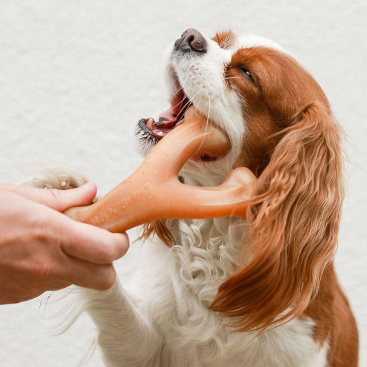 Benebone Wishbone Kyckling S