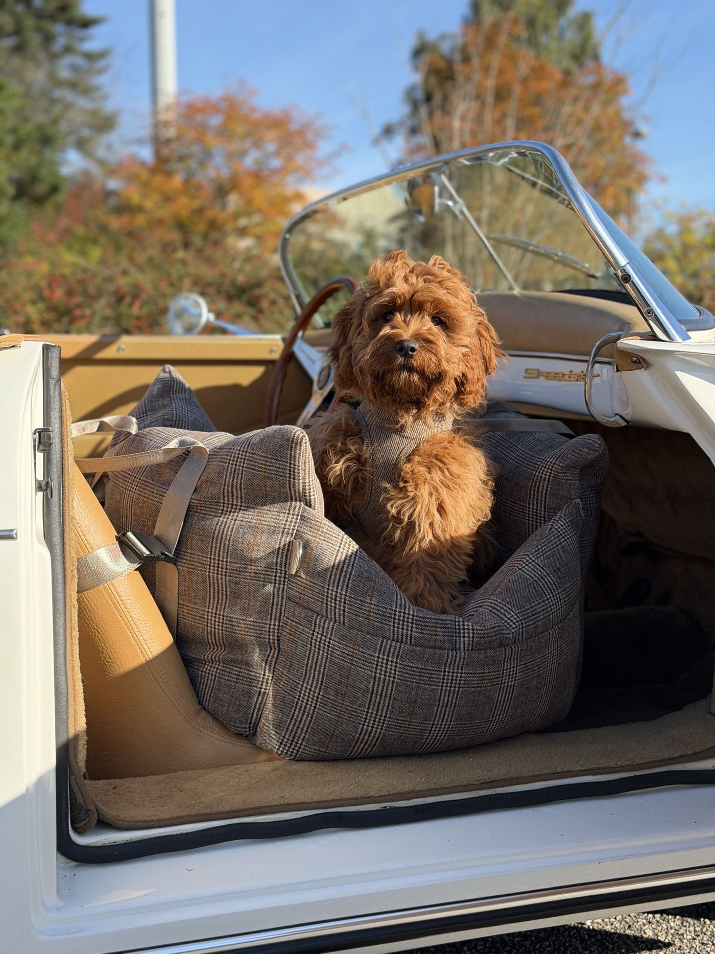 Hund i rutigt bilsäte i en veteranbil